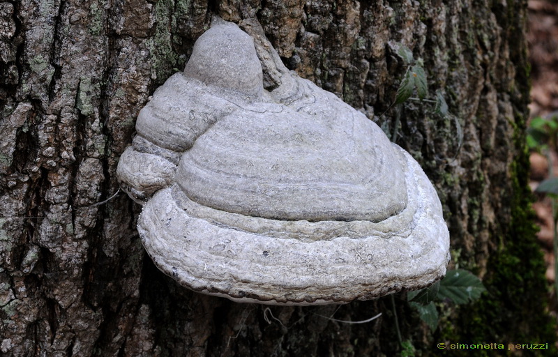 Aphyllophorales nella Tenuta di San Rossore